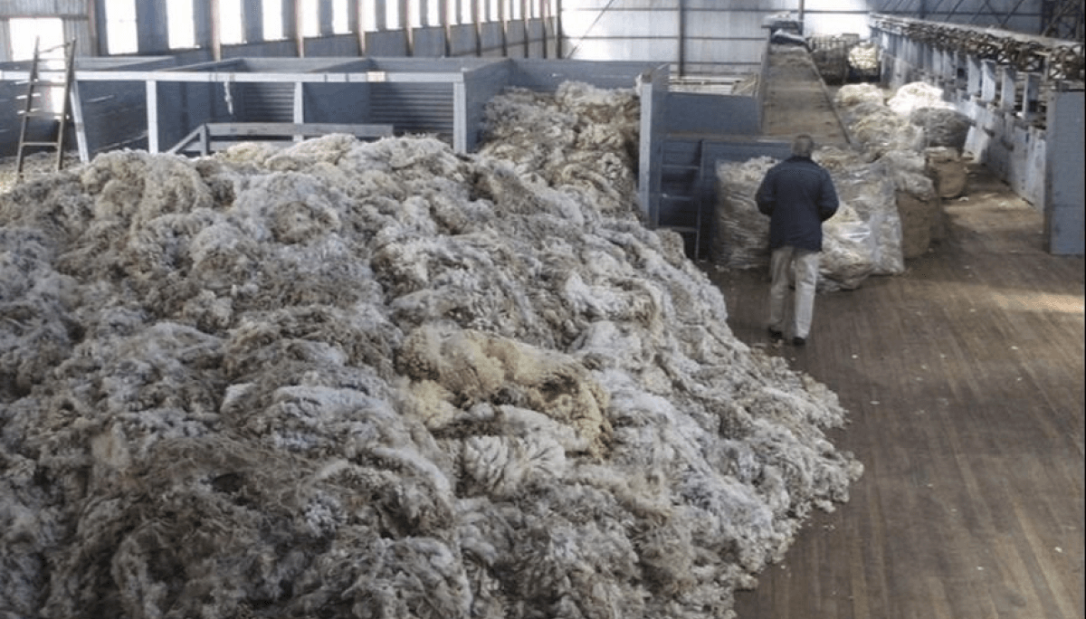 Ministerio autoriza exportación directa de lana sin procesar y señala objetivo de fortalecer la competitividad del sector ovino
