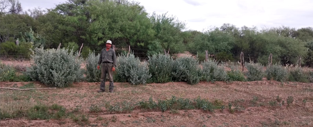 INTA amplía módulos de Atriplex nummularia en los departamentos Juan Facundo Quiroga y Ángel Vicente Peñaloza