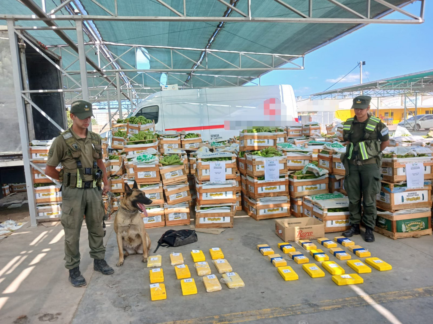 San Juan: Hallazgo de más de 29 kilos de cocaína ocultos en un transporte de bananas derivó en allanamientos y en el secuestro de 34 kilos adicionales.