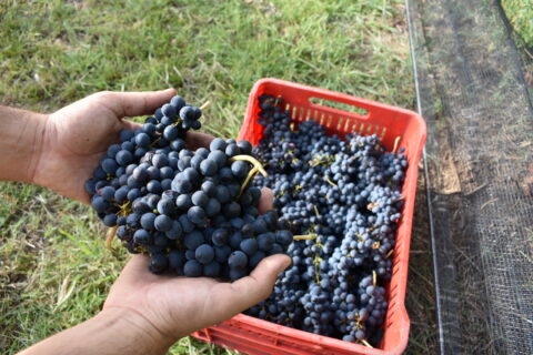 Aprobado marco normativo para el empaque de frutas a campo