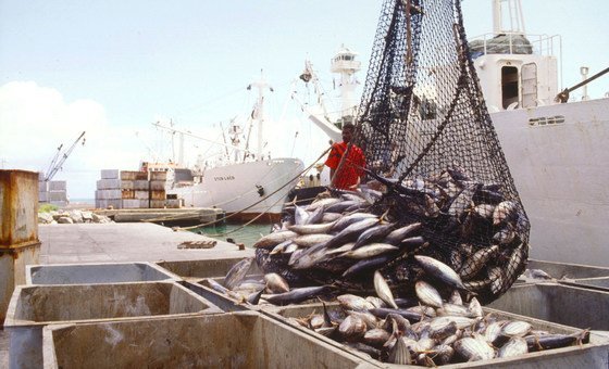 Autoridades alertan sobre fraude en la venta de pescado que engaña a los consumidores y podría afectar la salud
