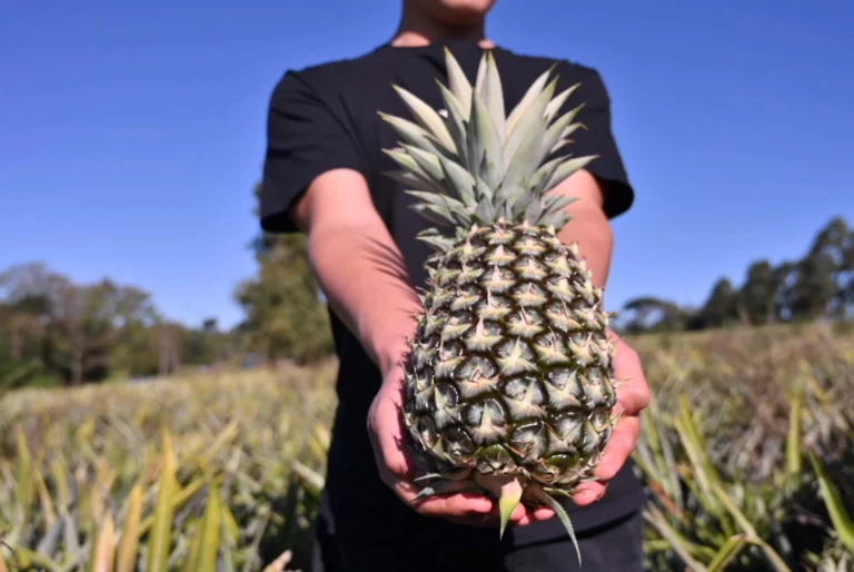 Uso de mulching plástico impulsa innovación y expansión del cultivo de ananá