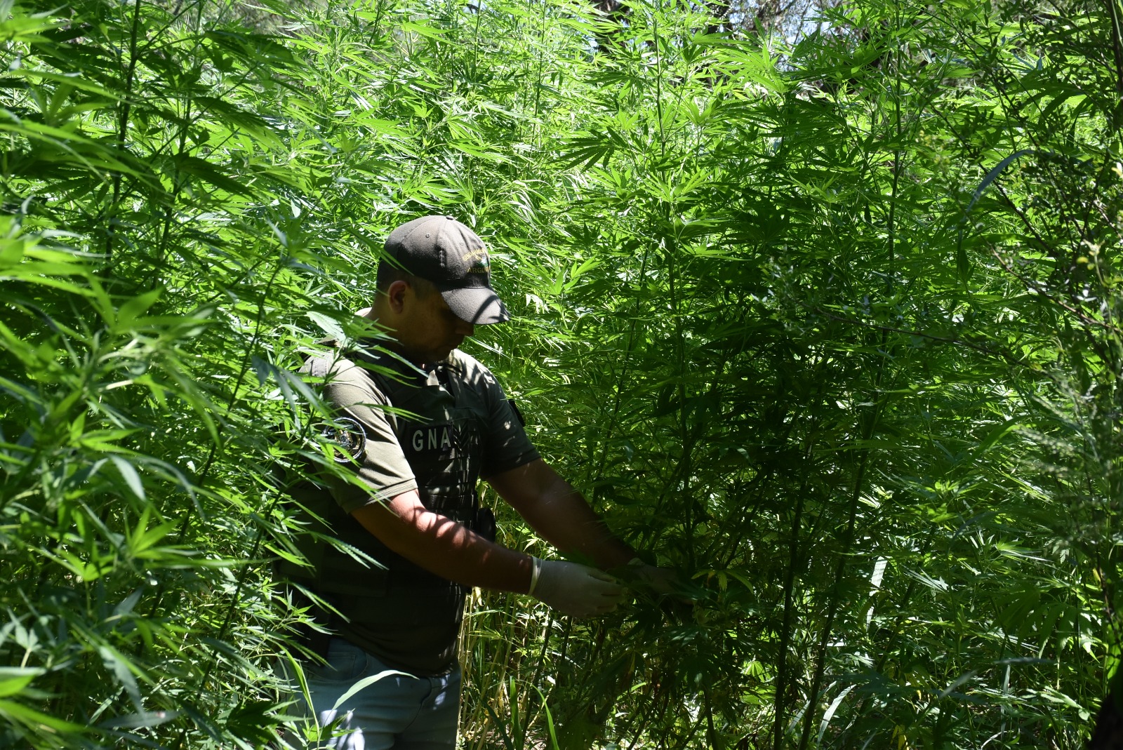 Santiago del Estero: desmantelaron plantación de marihuana tras investigaciones y allanamientos