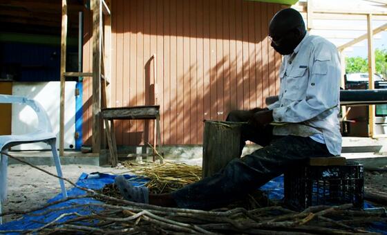 Cascarilla de Bahamas, planta amarga utilizada para endulzar productos en una isla de las Bahamas