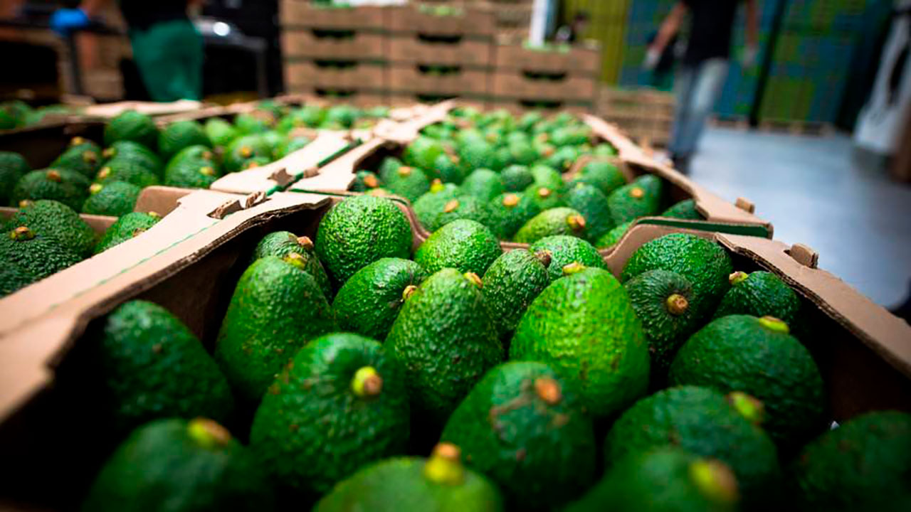 Exportaciones de aguacate Hass colombiano registraron un incremento del 45,7% en 2025 y ampliaron su presencia en mercados internacionales