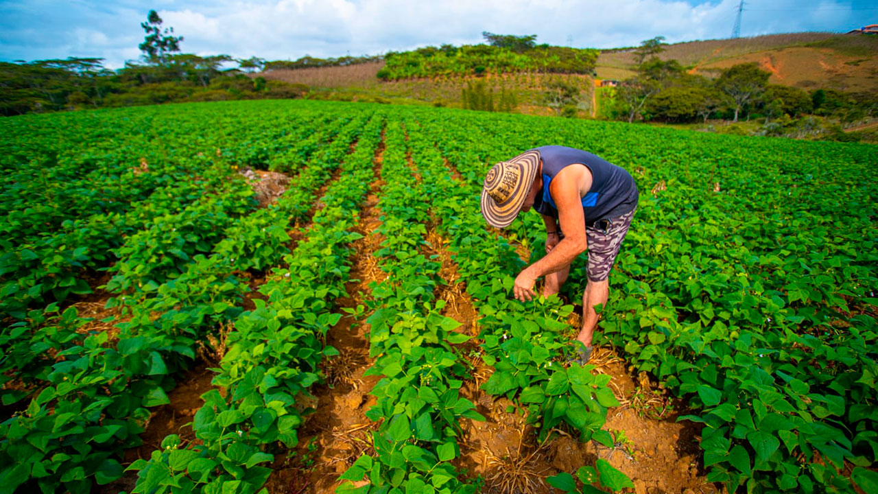 Sector agropecuario colombiano generó 4,8 millones de empleos en 2025, cifra más alta desde 2021