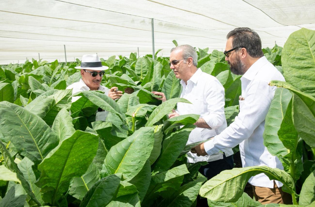 Abinader visita finca tabacalera La Milagrosa en Monte Plata para promover tecnología en la producción de capa