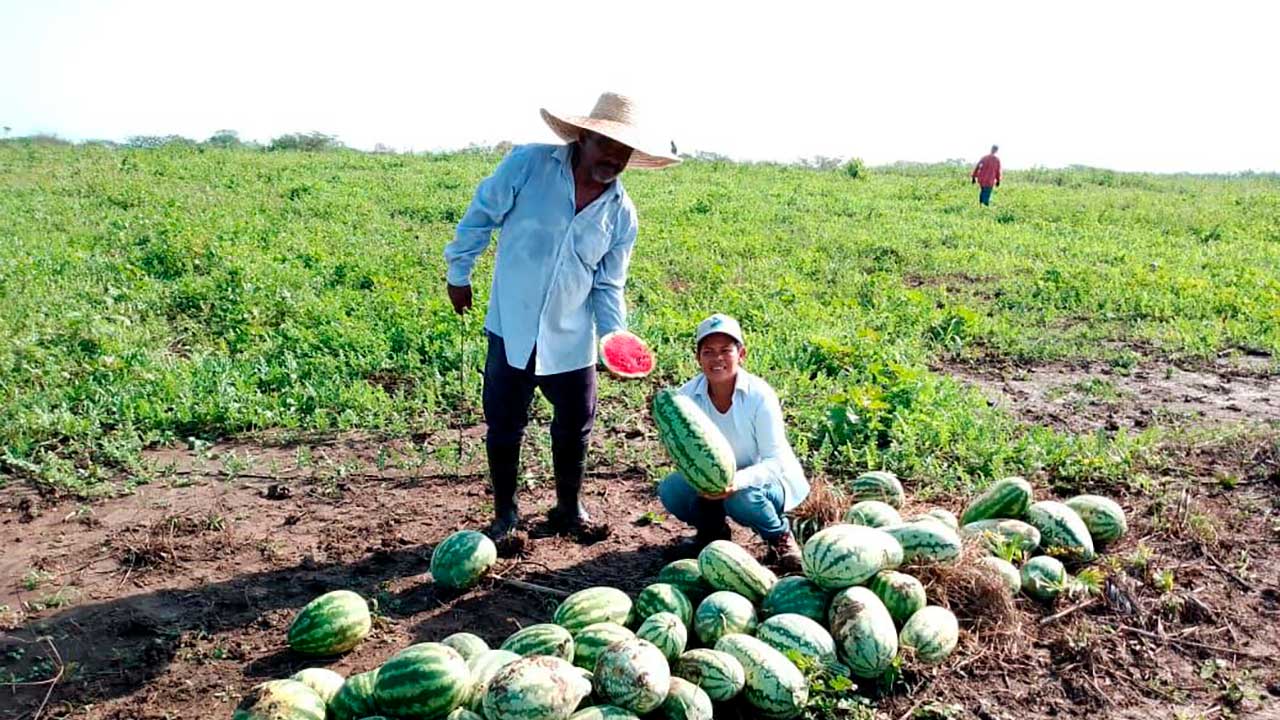 Familias de Plato, Magdalena, comercializan patilla, ahuyama, frijol y maíz, frutos de la Reforma Agraria