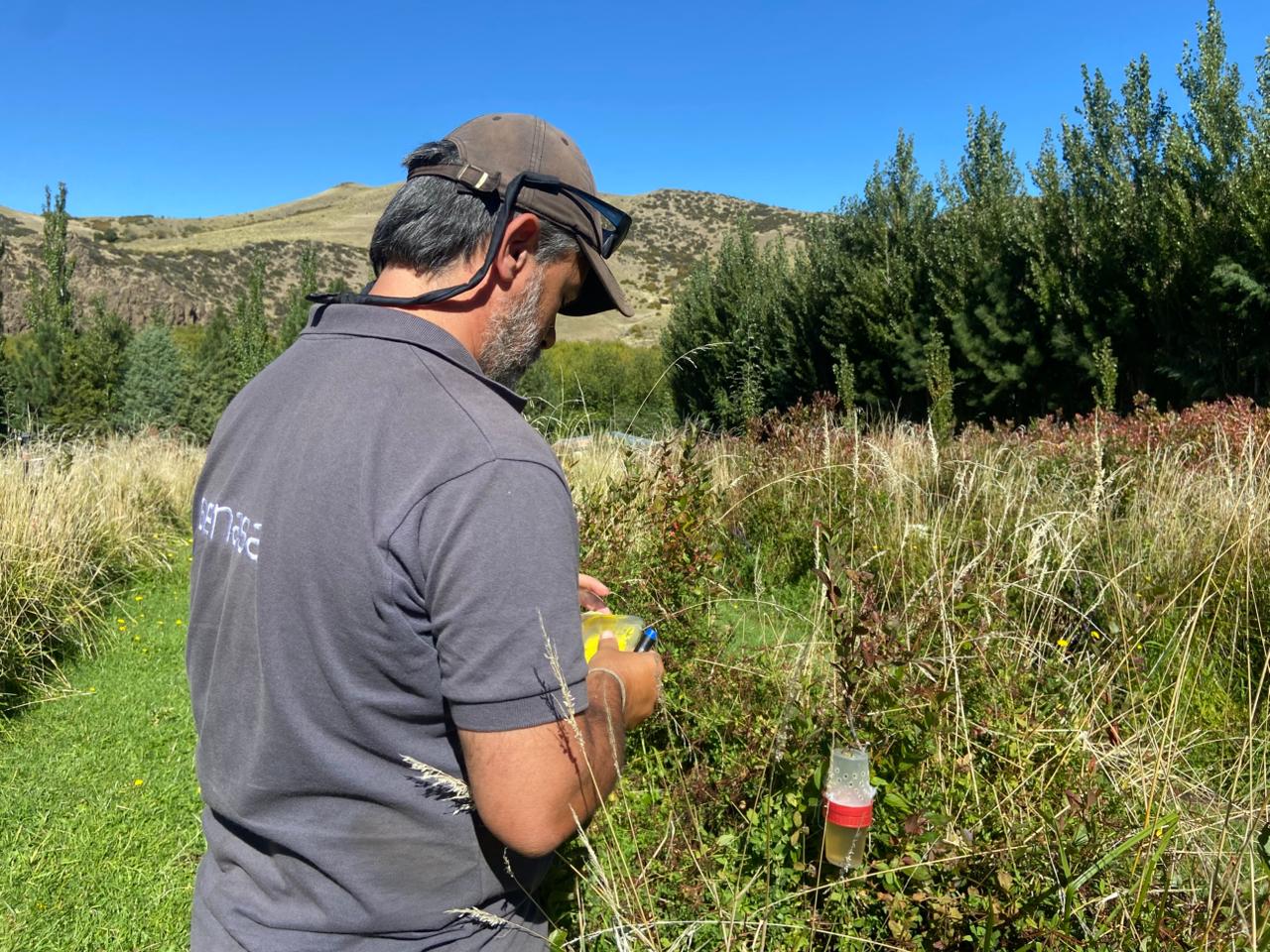 Neuquén y Chubut: ensayos a campo para el manejo de Drosophila suzukii