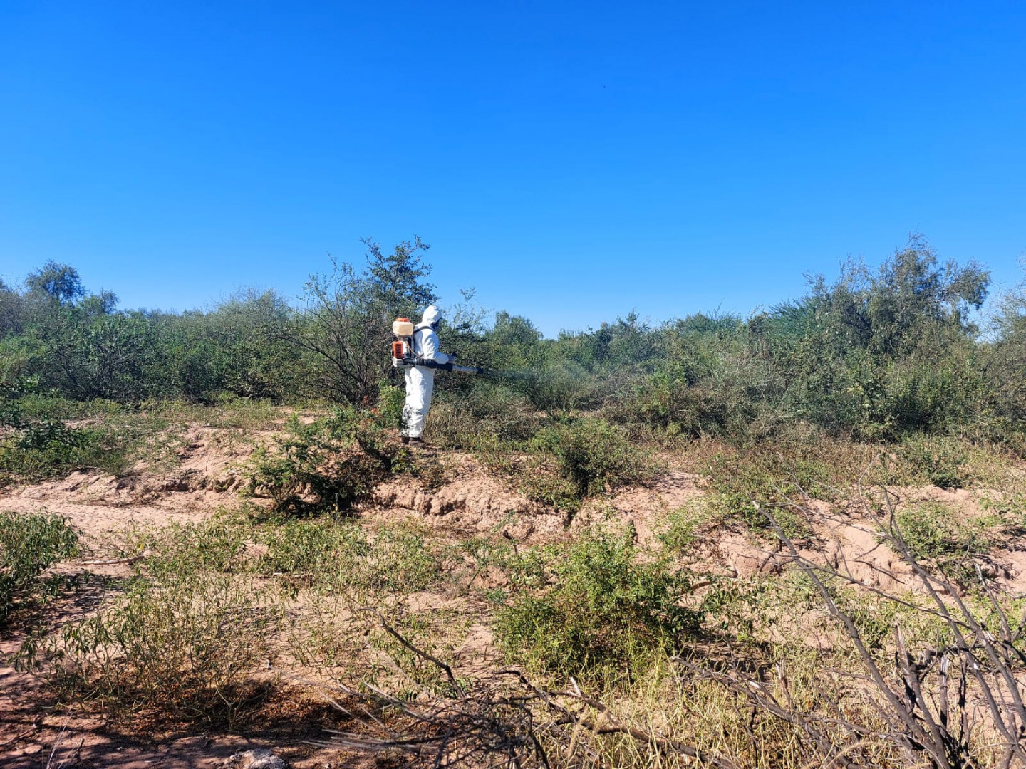 Langostas: controles tempranos sobre focos de la plaga en Catamarca
