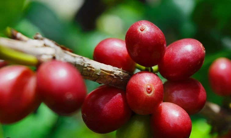Pleno aprueba reforma a ley para agilizar exportación de café