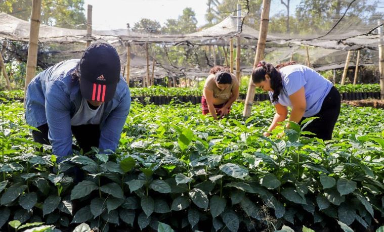 Reformas a la ley de comercialización y registro del café facilitarán su exportación, según el ministerio de Agricultura