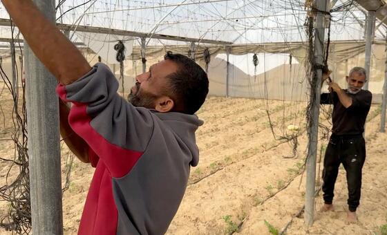 Agricultores de Gaza buscan revivir la tierra tras la guerra