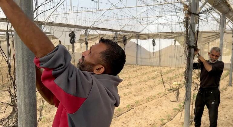 Campos dañados, escasez de insumos, inflación: agricultores palestinos intentan revivir la tierra tras la guerra