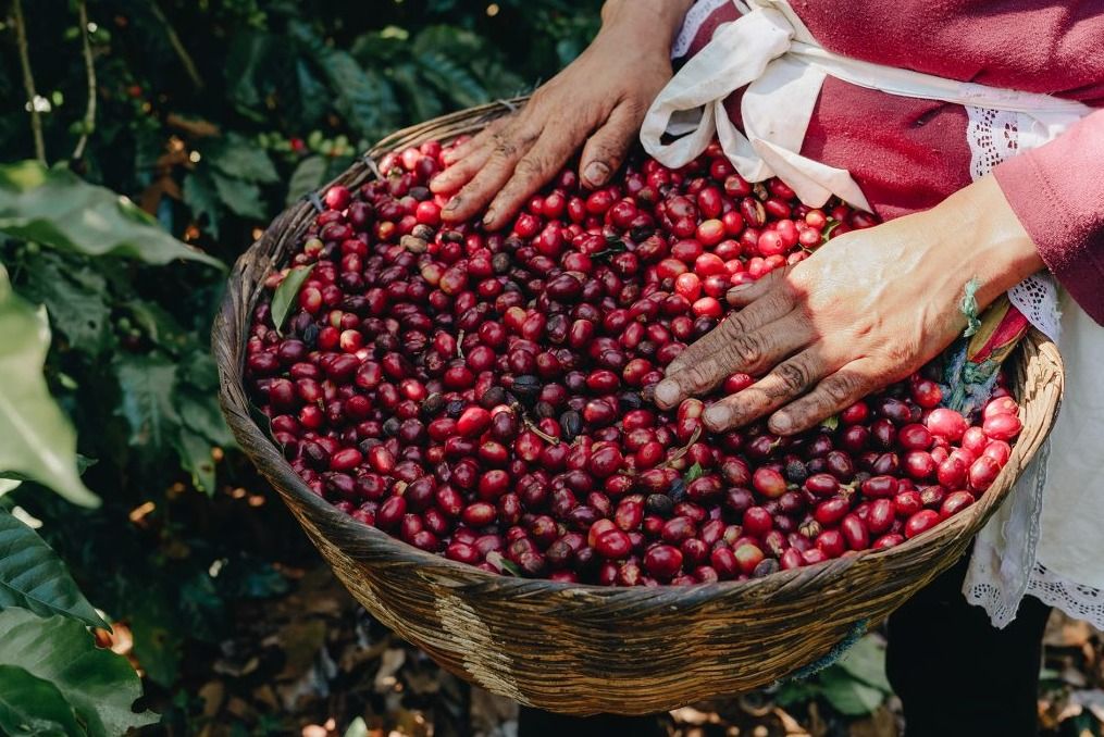 Buscan ampliar la vigencia del apoyo financiero al sector cafetalero hasta 2031