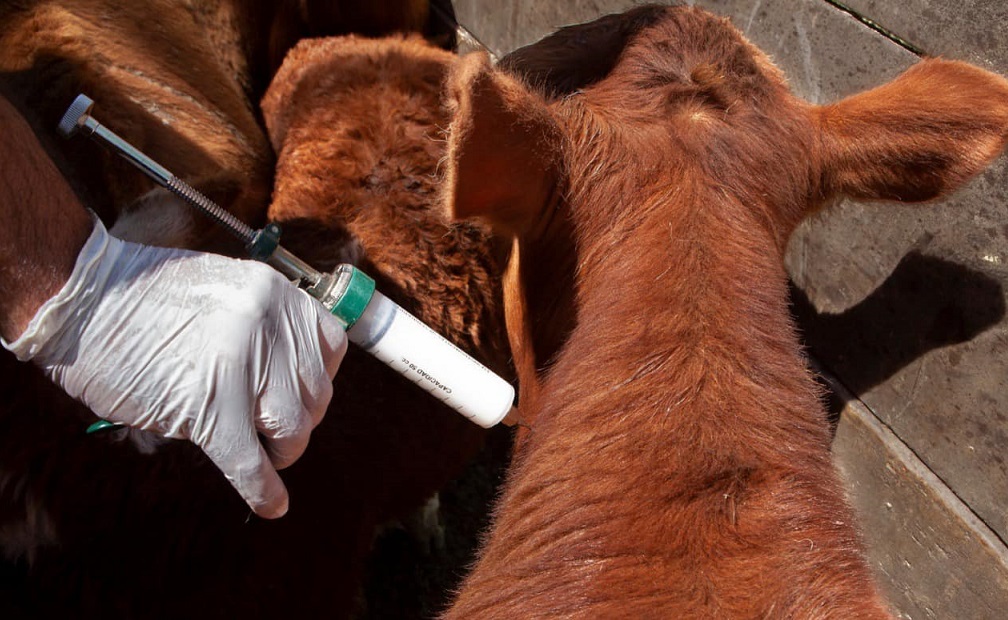 SENASA simplifica el ingreso de vacunas veterinarias bovinas