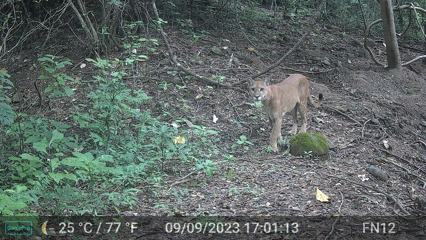 Ratifican acuerdo internacional para fortalecer la protección de los felinos en El Salvador