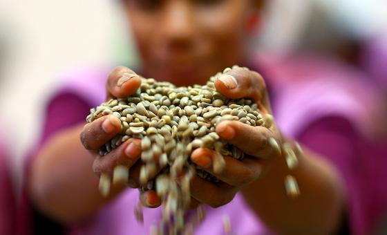 El clima y la producción concentrada disparan la volatilidad de los precios del café, el cacao y el té
