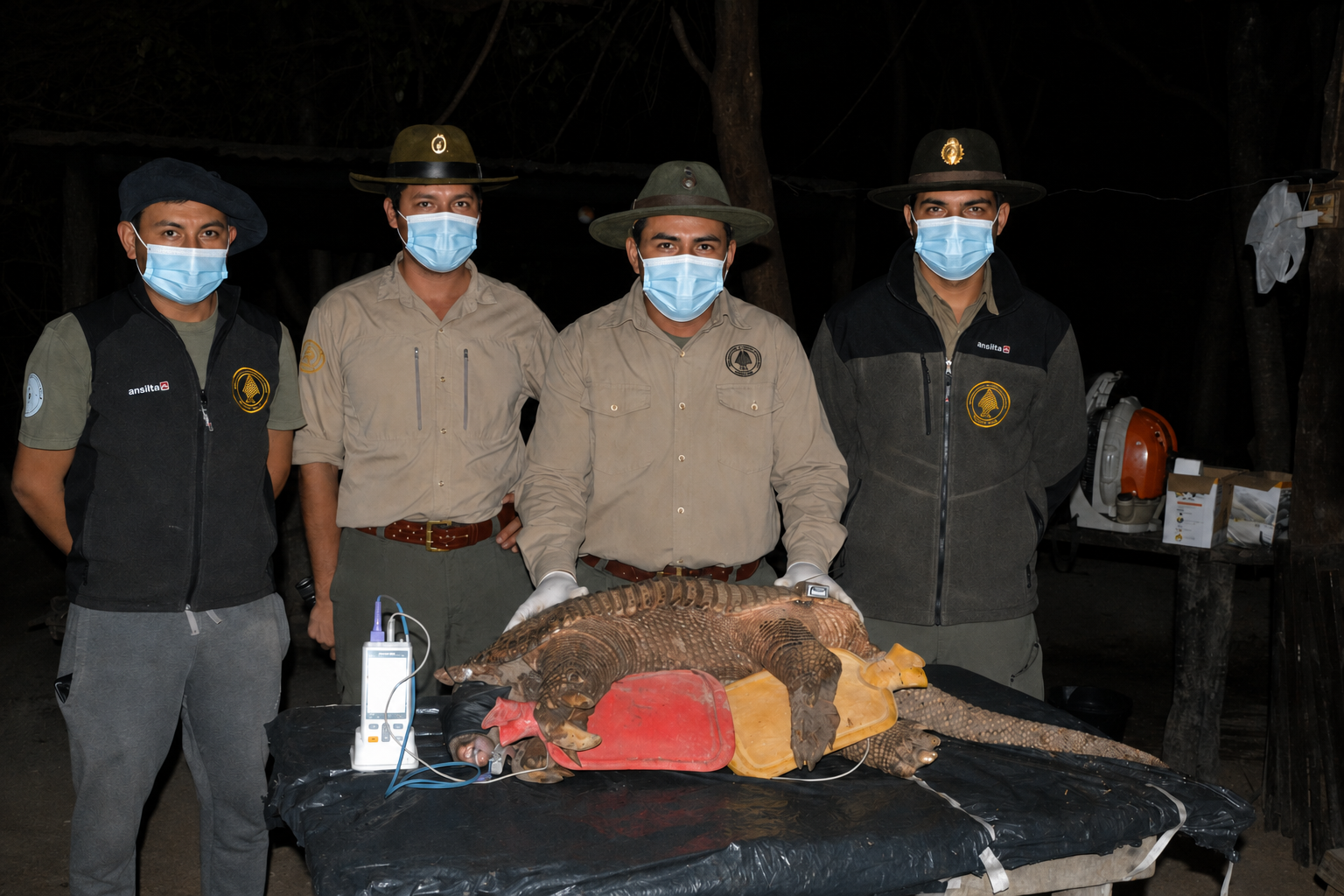 Monitorean un segundo tatú carreta en el Parque Nacional El Impenetrable