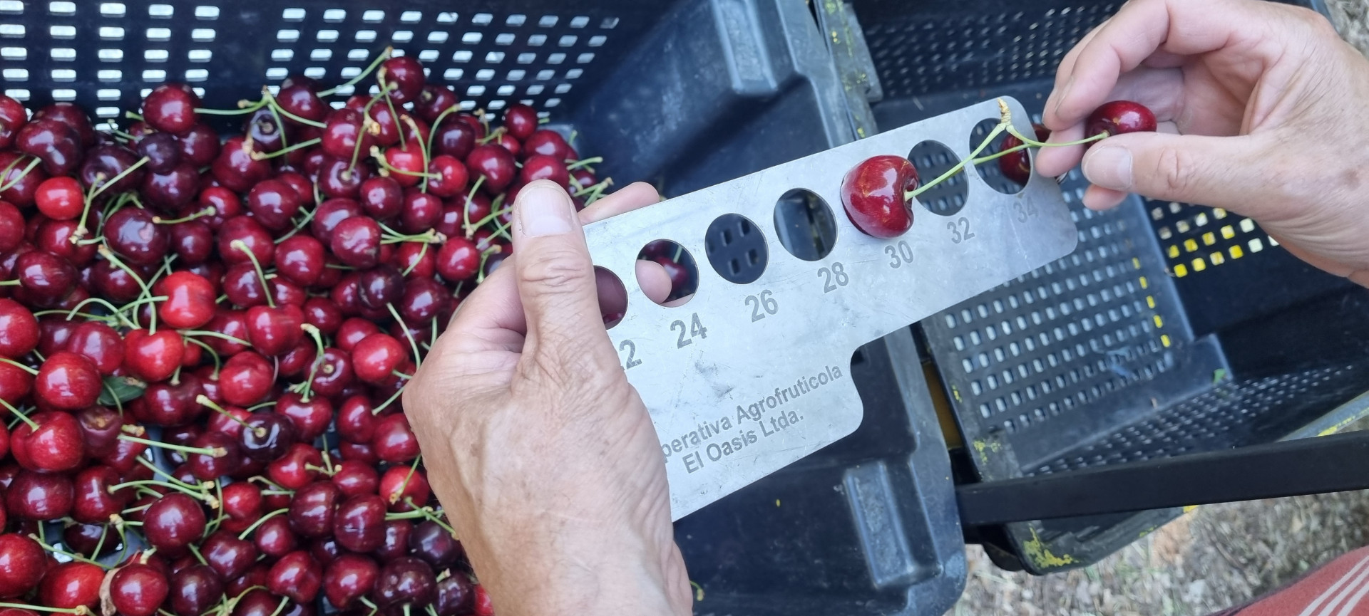 La Denominación de Origen de la Cereza de Los Antiguos, Argentina, avanzó