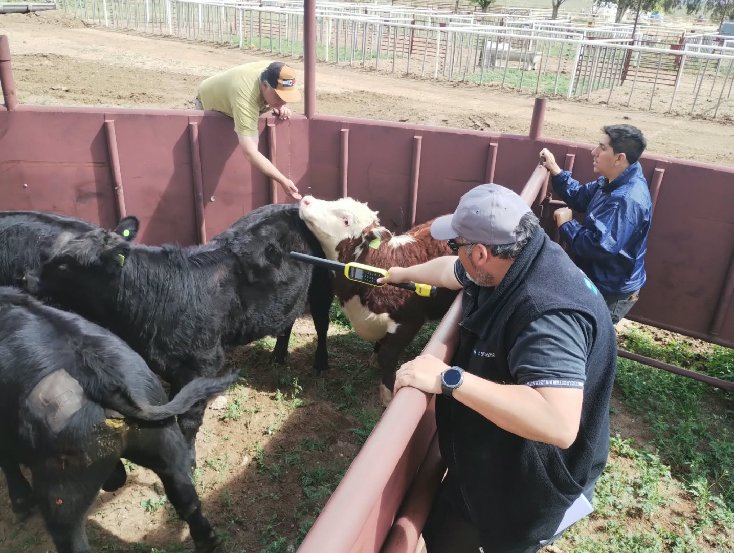 Se fiscalizó la sanidad de 1.138 animales durante las exposiciones