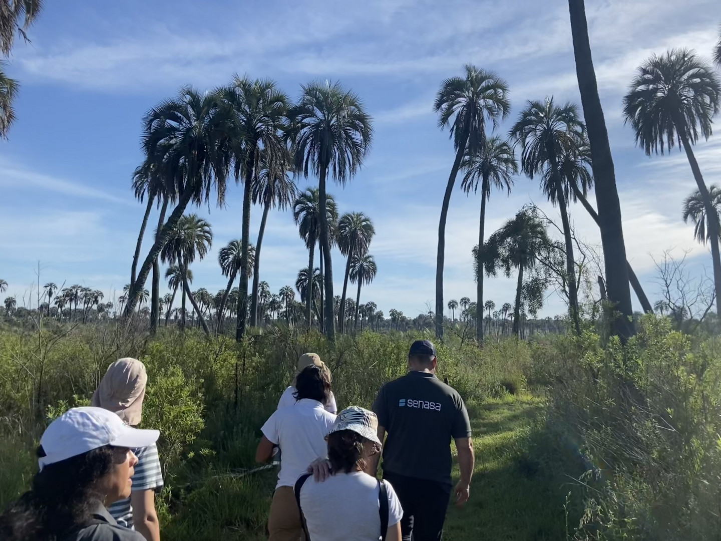 Cómo reconocer indicios de la posible presencia del picudo rojo en palmeras